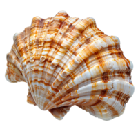 ai généré coquillage png. mer coquille isolé. sel l'eau coquille png. coquillage Haut vue png. mer coquille plat allonger isolé png