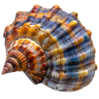 ai generato colorato conchiglia png. mare conchiglia isolato. colorato sale acqua conchiglia superiore Visualizza png. conchiglia piatto posare png