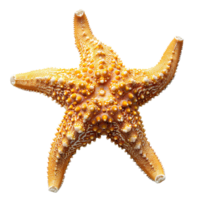 ai generado estrella de mar png. mar estrella aislado. estrella de mar parte superior ver png. mar estrella plano laico png. Oceano estrella png