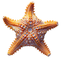 AI generated Starfish PNG. Sea star isolated. Starfish top view PNG. Sea star flat lay PNG. Ocean star PNG