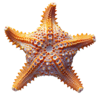 ai generado estrella de mar png. mar estrella aislado. estrella de mar parte superior ver png. mar estrella plano laico png. Oceano estrella png