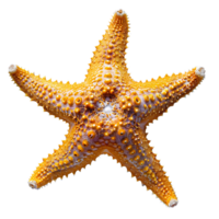 ai généré étoile de mer png. mer étoile isolé. étoile de mer Haut vue png. mer étoile plat allonger png. océan étoile png