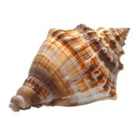 ai généré coquillage png. mer coquille isolé. sel l'eau coquille png