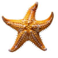 AI generated Starfish PNG. Sea star isolated. Starfish top view PNG. Sea star flat lay PNG. Ocean star PNG