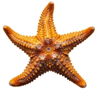 AI generated Starfish PNG. Sea star isolated. Starfish top view PNG. Sea star flat lay PNG. Ocean star PNG