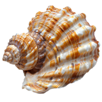AI generated Seashell PNG. Sea shell isolated. Salt water shell PNG. Seashell top view PNG. Sea shell flat lay isolated png