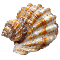 ai généré coquillage png. mer coquille isolé. sel l'eau coquille png. coquillage Haut vue png. mer coquille plat allonger isolé png