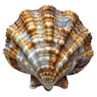 ai généré coquillage png. mer coquille isolé. sel l'eau coquille png. coquillage Haut vue png. mer coquille plat allonger isolé png