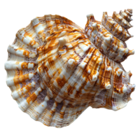 AI generated Seashell PNG. Sea shell isolated. Salt water shell PNG. Seashell top view PNG. Sea shell flat lay isolated png