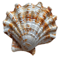 ai généré coquillage png. mer coquille isolé. sel l'eau coquille png. coquillage Haut vue png. mer coquille plat allonger isolé png