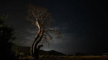 Time lapse. Dry tree at night against the background of the night sky and moving clouds. video