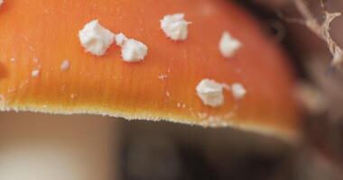 The closer look of the red cap of the fly agaric mushroom with the white scales. Macro 4K video