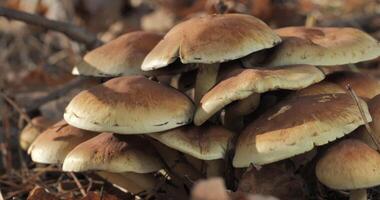 Mushrooms in the wild forest in autumn season. Close-up, moving camera video