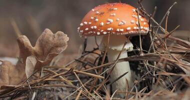 rood vlieg agaric in de Woud detailopname. vlieg agaric in een naald- Woud. in beweging camera. video