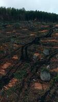 verticale video di la deforestazione aereo Visualizza