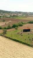 verticaal video van koeien Aan boerderij antenne visie