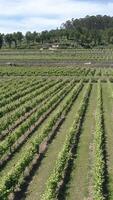 Vertical Video of Vineyards Aerial Shot