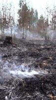 Vertikale Video von Feuer Wald