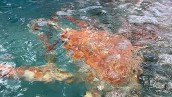 giapponese ragno Granchi nel il acquario palmare video