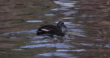 ein schleppend Bewegung von ein schwebend Ente im das Teich beim das Öffentlichkeit Park sonnig Tag video