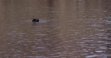 uma lento movimento do uma flutuando Pato dentro a lagoa às a público parque ensolarado dia telefoto tiro video