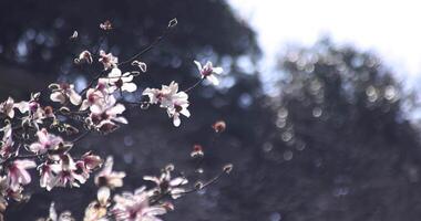 en långsam rörelse av magnolia blommor på de offentlig parkera solig dag tele skott video