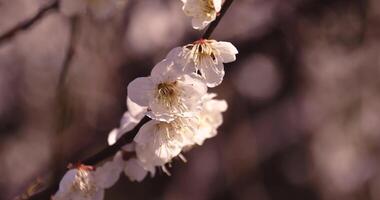 une 2x lent mouvement de prune fleur derrière le bleu ciel ensoleillé journée proche en haut video