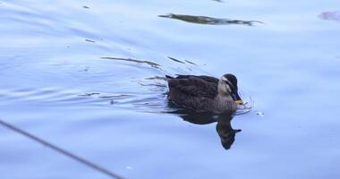 ein schleppend Bewegung von ein schwebend Ente im das Teich beim das Öffentlichkeit Park sonnig Tag video