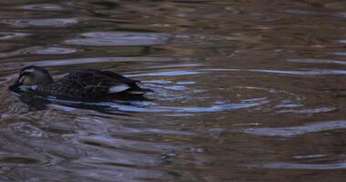 A slow motion of a floating duck in the pond at the public park sunny day video