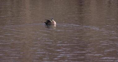 ein schleppend Bewegung von ein schwebend Ente im das Teich beim das Öffentlichkeit Park sonnig Tag Tele Schuss video