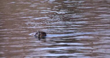 A slow motion of a floating duck in the pond at the public park sunny day telephoto shot video