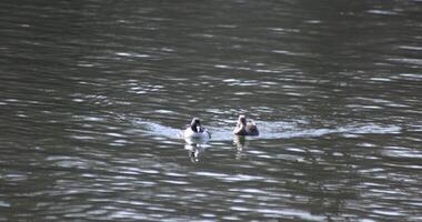 un lento movimiento de un flotante Pato en el estanque a el público parque soleado día telefotográfico Disparo video