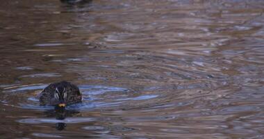 A slow motion of a floating duck in the pond at the public park sunny day video