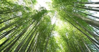 en grön bambu skog i vår solig dag bred skott panorering video