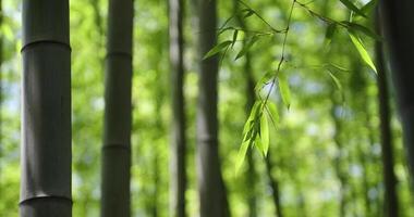 Green bamboo leaves in Japanese forest in spring sunny day video