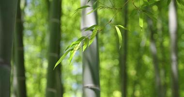 verde bambú hojas en japonés bosque en primavera soleado día video