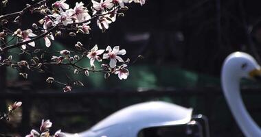 A slow motion of magnolia flowers behind duck shaped boat telephoto shot video