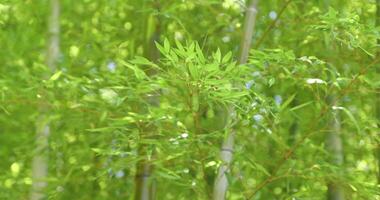 verde bambú hojas en japonés bosque en primavera soleado día video