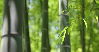 Green bamboo leaves in Japanese forest in spring sunny day video