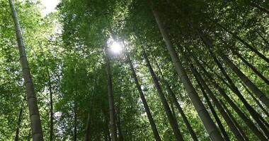 uma verde bambu floresta dentro Primavera ensolarado dia baixo ângulo video