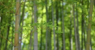 Green bamboo leaves in Japanese forest in spring sunny day video