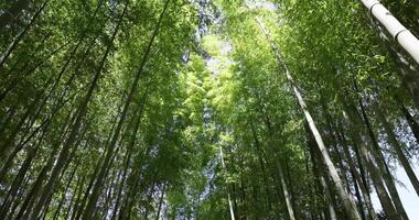 A green bamboo forest in spring wide shot low angle video