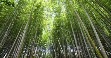 en grön bambu skog i vår solig dag bred skott luta ner video