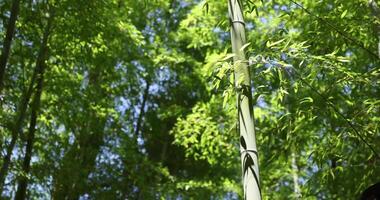 verde bambú hojas en japonés bosque en primavera soleado día video