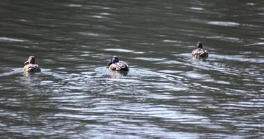 uma lento movimento do uma flutuando Pato dentro a lagoa às a público parque ensolarado dia telefoto tiro video