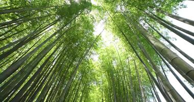 un verde bambú bosque en primavera soleado día amplio Disparo inclinación abajo video