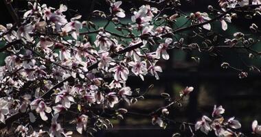 en långsam rörelse av magnolia blommor på de offentlig parkera solig dag tele skott video