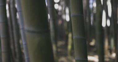 een groen bamboe Woud in voorjaar zonnig dag scherpstellen video