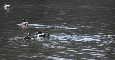 une lent mouvement de une flottant canard dans le étang à le Publique parc ensoleillé journée téléobjectif coup video