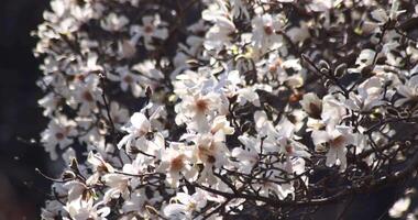 een langzaam beweging van magnolia bloemen Bij de openbaar park zonnig dag video